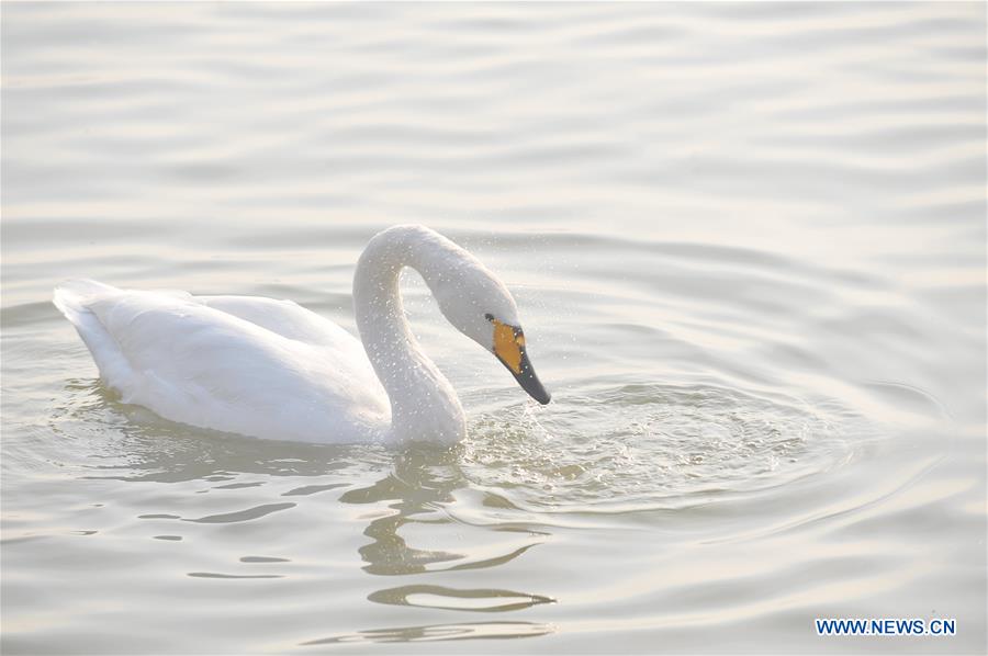 CHINA-SHANXI-WINTER-SWAN (CN)