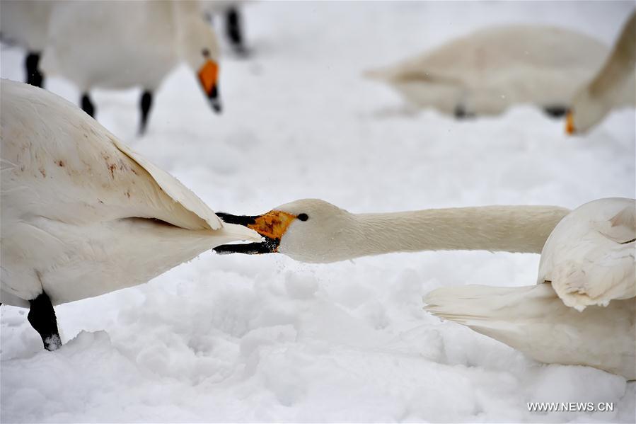 CHINA-SHANXI-SNOW-SWAN (CN)