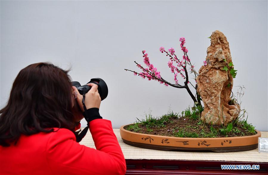 CHINA-ZHENGZHOU-WINTERSWEET-SHOW (CN)