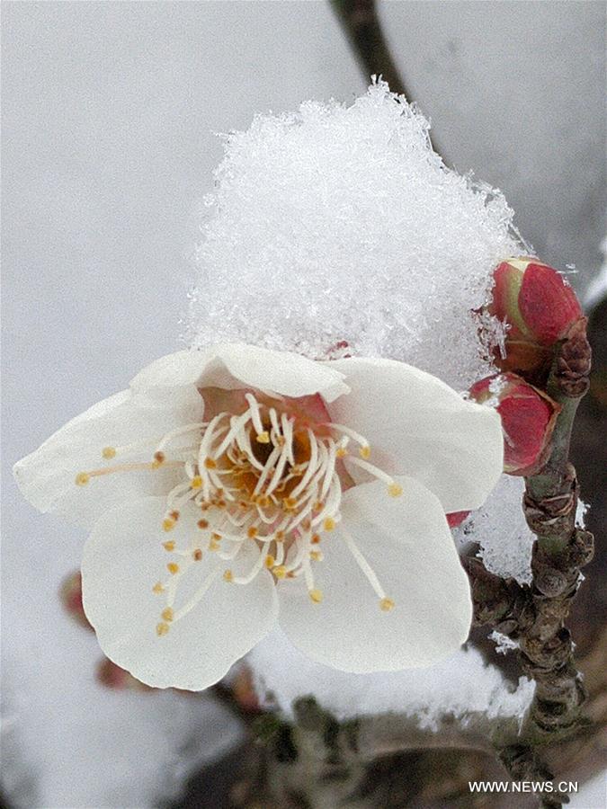 #CHINA-NANJING-RED PLUM (CN)