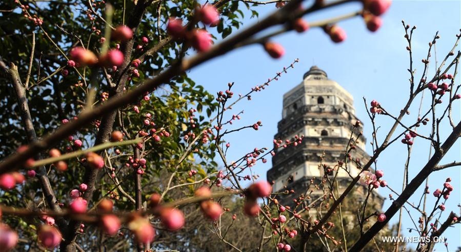 #CHINA-BEGINNING OF SPRING-FLOWER(CN) 