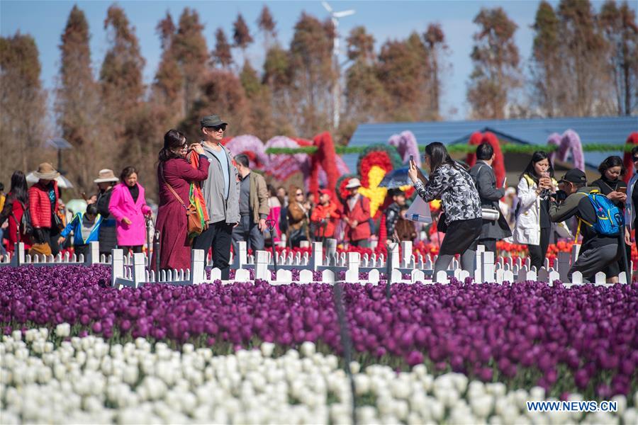 CHINA-YUNNAN-KUNMING-TULIP BLOSSOM (CN)