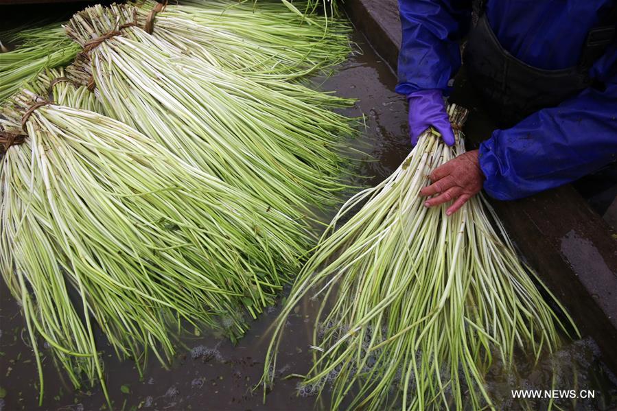 #CHINA-JIANGSU-NANTONG-FARM WORK (CN)