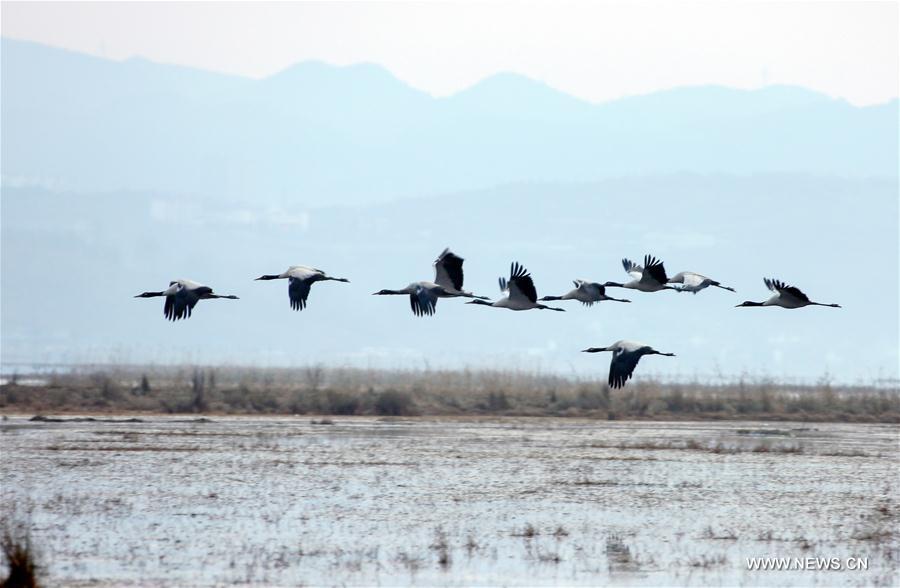 CHINA-GUIZHOU-BLACK-NECKED CRANES (CN)