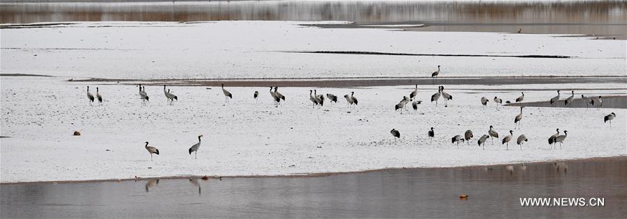 CHINA-TIBET-BLACK-NECKED CRANES (CN)