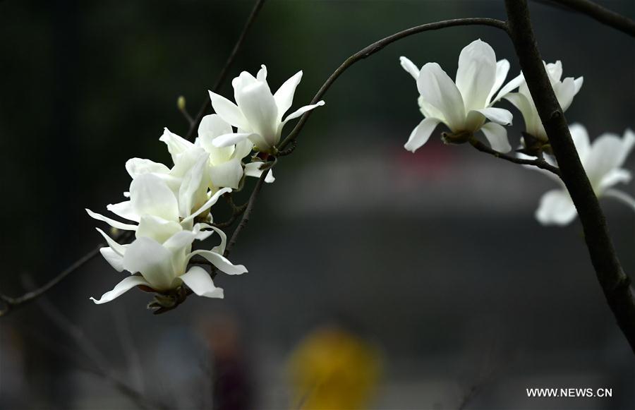 #CHINA-HUBEI-XUAN'EN-FLOWERS (CN)