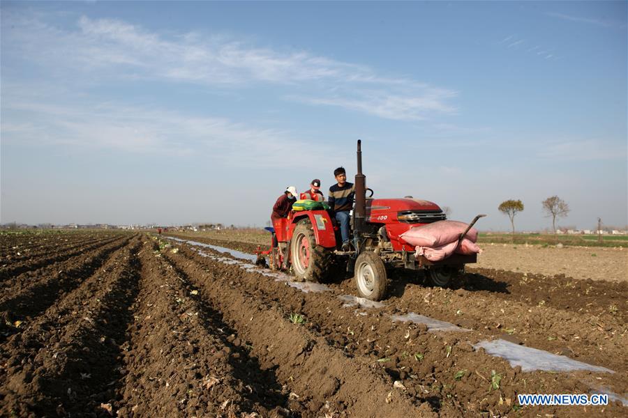 #CHINA-SPRING-FARM WORK (CN)