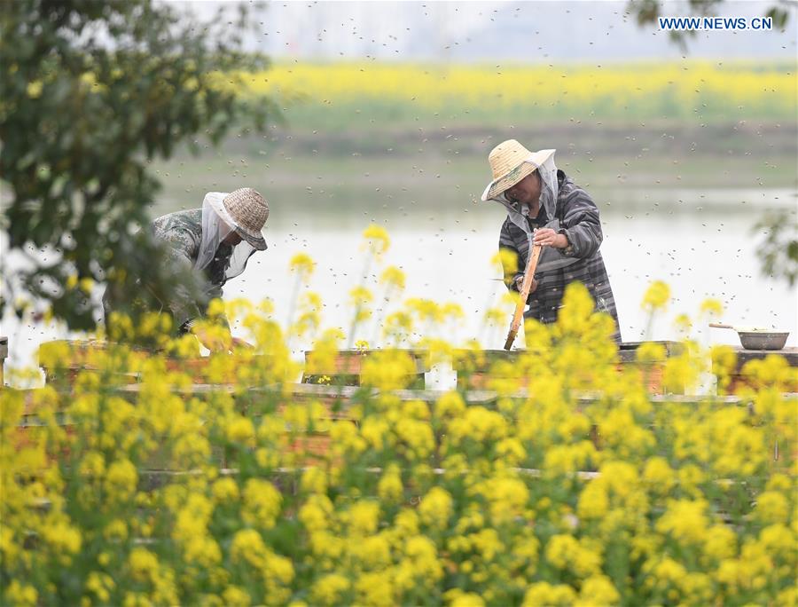 #CHINA-HUBEI-QIANJIANG-BEEKEEPERS (CN)