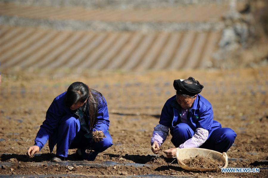 CHINA-GUIZHOU-RURAL ECONOMY-AGRICULTURE (CN)