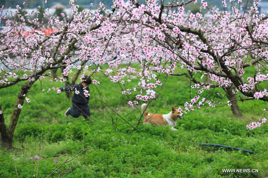 #CHINA-SPRING-SCENERY(CN)