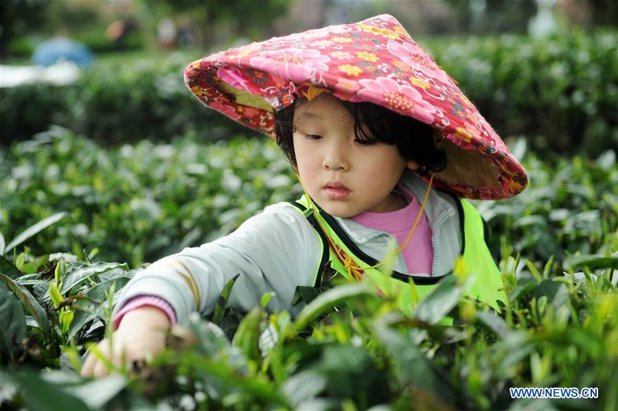 CHINA-GUIZHOU-TEA-PICKING-LEARNING TOUR (CN)