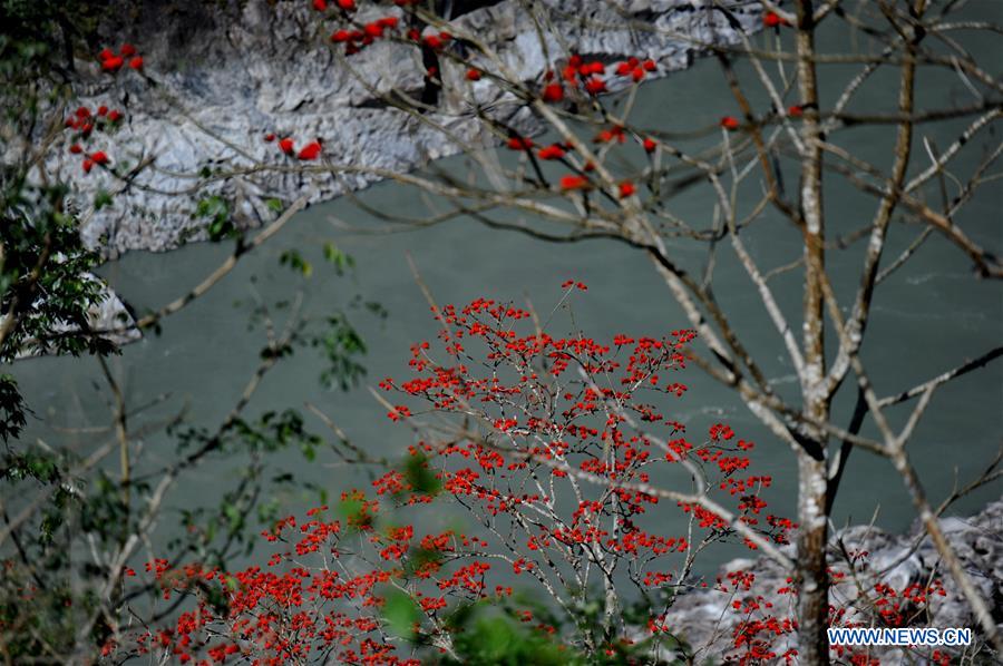 CHINA-TIBET-MEDOG-SPRING SCENERY (CN)