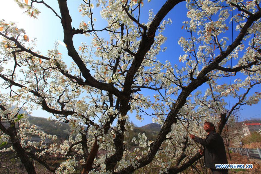 #CHINA-SPRING-FARM WORK (CN)