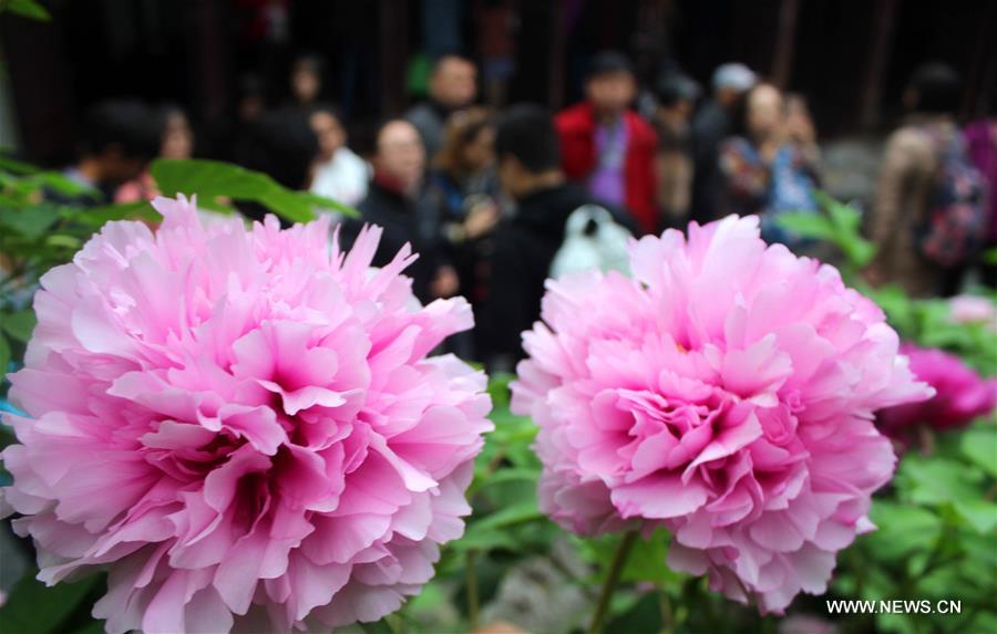 # CHINA-SUZHOU-PEONY(CN)