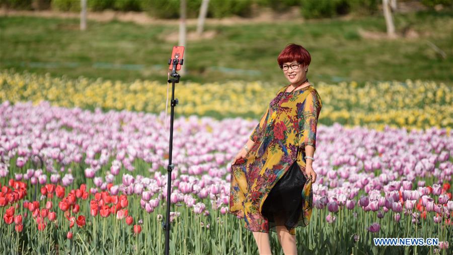 CHINA-HEBEI-TULIP FLOWERS(CN)