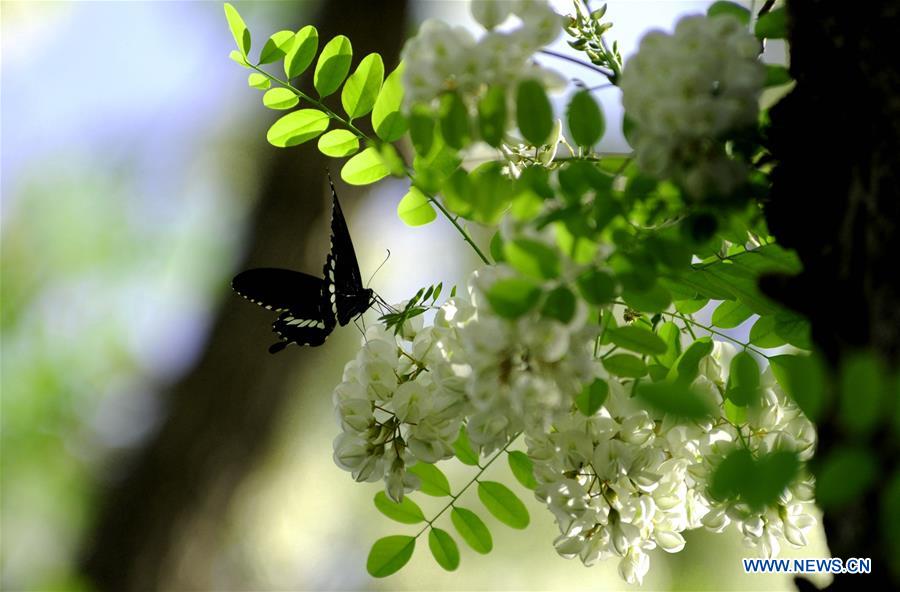 CHINA-SHANGHAI-NATURE-BUTTERFLY (CN)