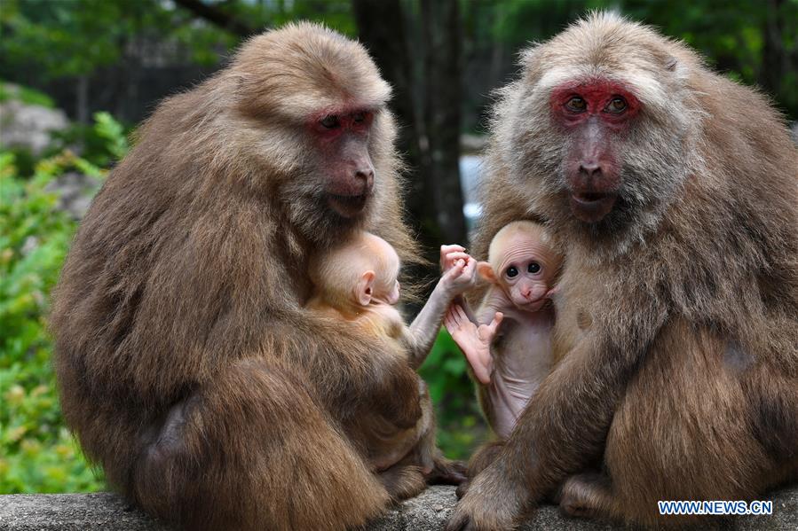 CHINA-NATURE-MOUNT WUYI-MACAQUE (CN)