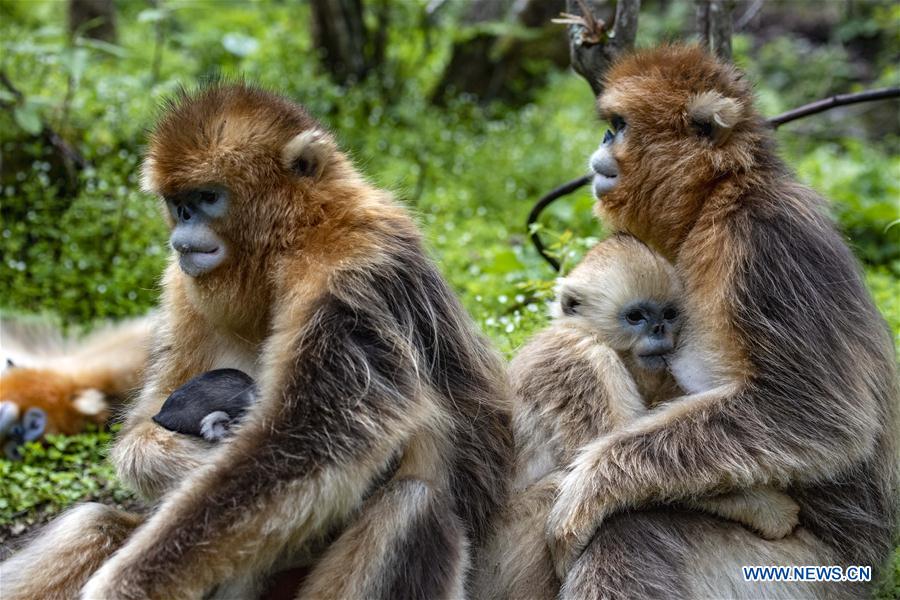 CHINA-HUBEI-SHENNONGJIA-GOLDEN MONKEY (CN)