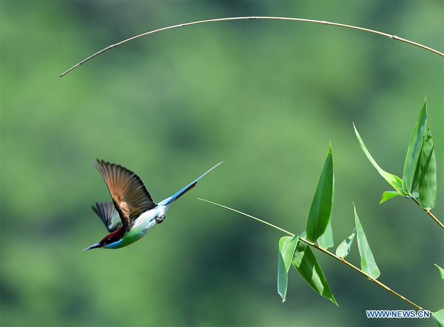 CHINA-FUJIAN-ENVIRONMENT-WILD BIRD (CN)