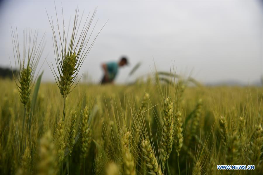 #CHINA-HEBEI-AGRICULTURE (CN)