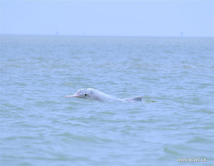 CHINA-GUANGXI-WILD ANIMAL-DOLPHIN (CN)