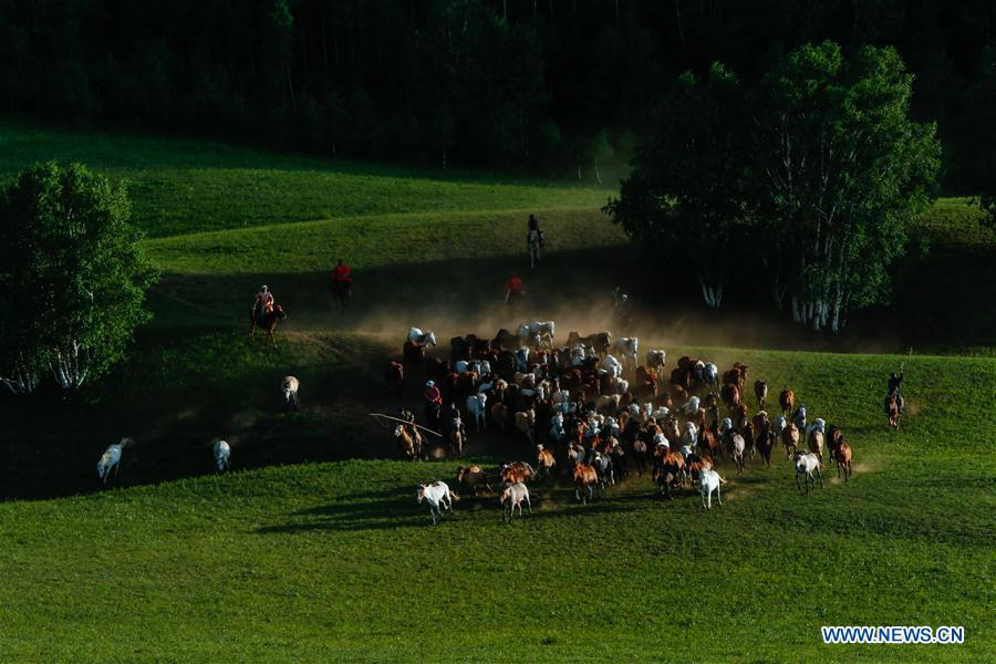 CHINA-INNER MONGOLIA-GRASSLAND-HORSES (CN)