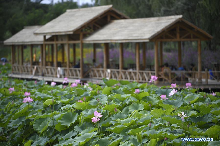 CHINA-NINGXIA-LOTUS FLOWER (CN)