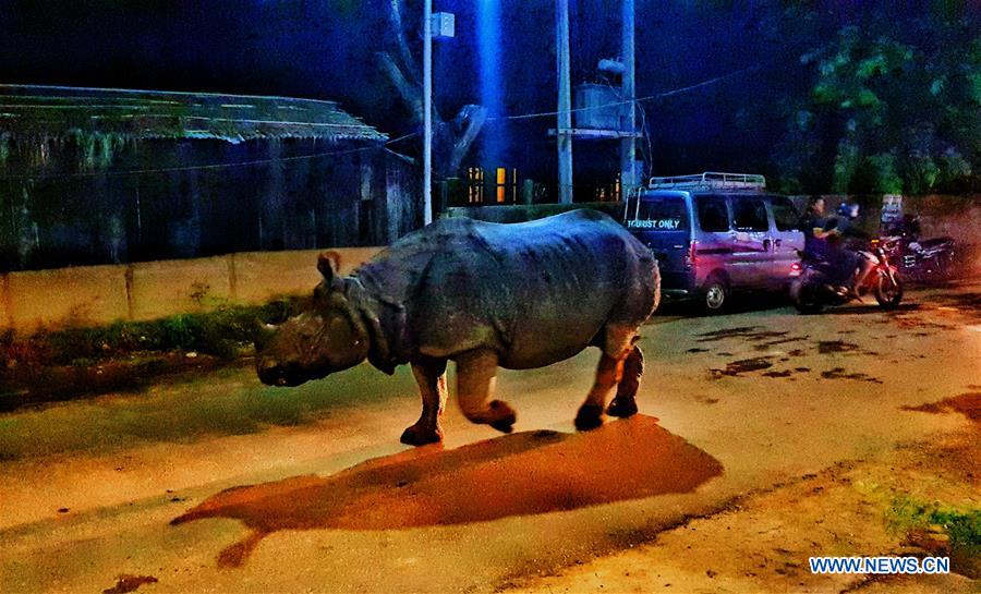 NEPAL-CHITWAN-SAURAHA-RHINO