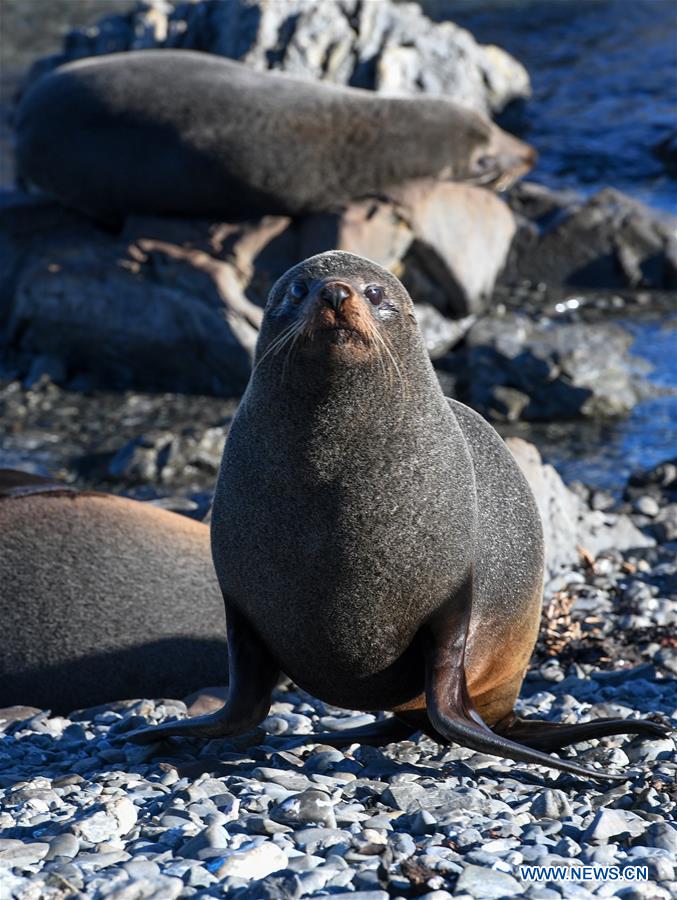 NEW ZEALAND-WELLINGTON-NEW ZEALAND FUR SEALS