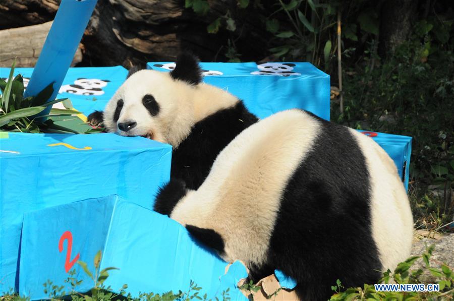 AUSTRIA-VIENNA-GIANT PANDA-BIRTHDAY