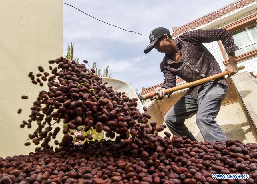 CHINA-XINJIANG-FRUITS (CN)