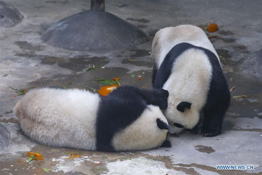 #CHINA-NANJING-GIANT PANDA TWINS-BIRTHDAY (CN)