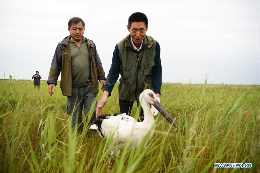 CHINA-DAQING-ORIENTAL WHITE STORK-RELEASE (CN)