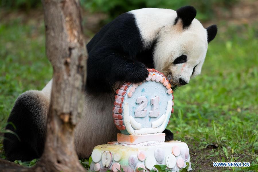 U.S.-WASHINGTON D.C.-GIANT PANDA-TIAN TIAN-BIRTHDAY