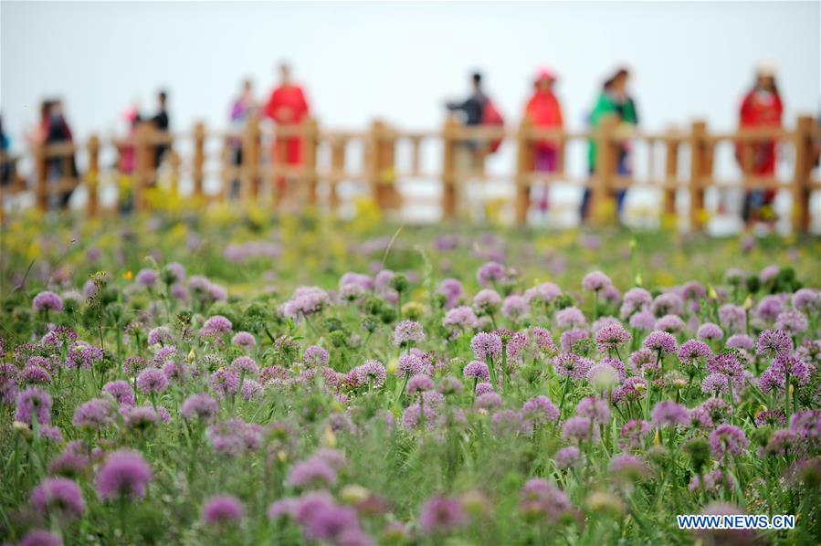 #CHINA-GUIZHOU-CHIVE FLOWER(CN)