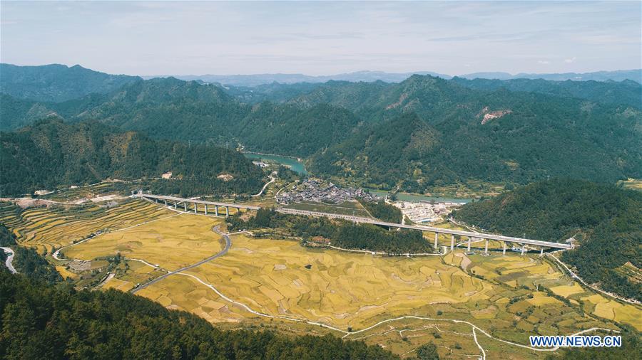 #CHINA-AUTUMN-PADDY FIELDS (CN)