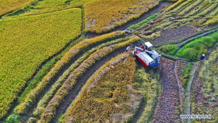 #CHINA-AUTUMN-HARVEST (CN)