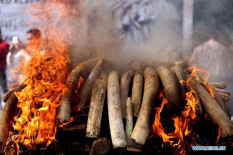 MYANMAR-NAY PYI TAW-ELEPHANT IVORY AND WILDLIFE PARTS-DESTURCTION CEREMONY