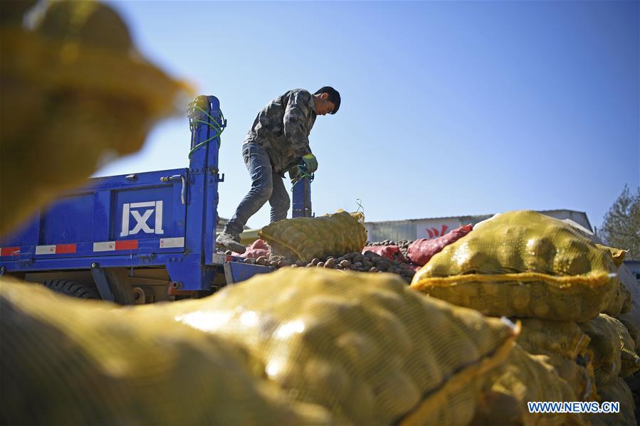 CHINA-NINGXIA-POTATO-HARVEST (CN)