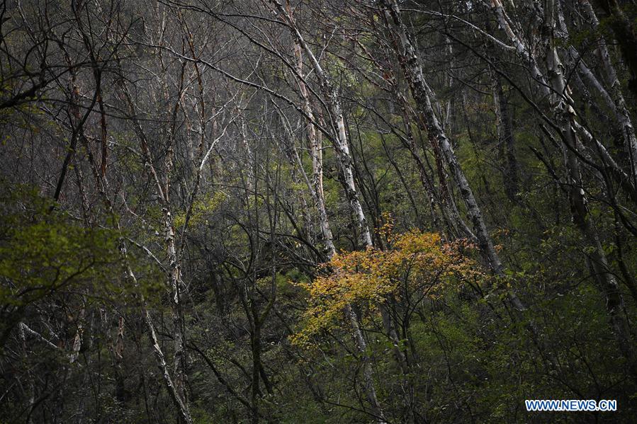 CHINA-NINGXIA-GUYUAN-AUTUMN SCENERY (CN)