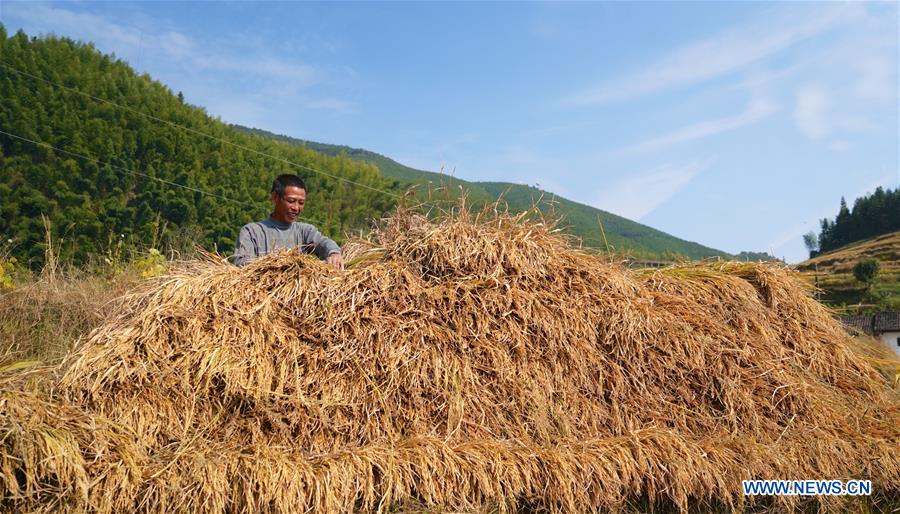 CHINA-JIANGXI-AUTUMN HARVEST(CN)