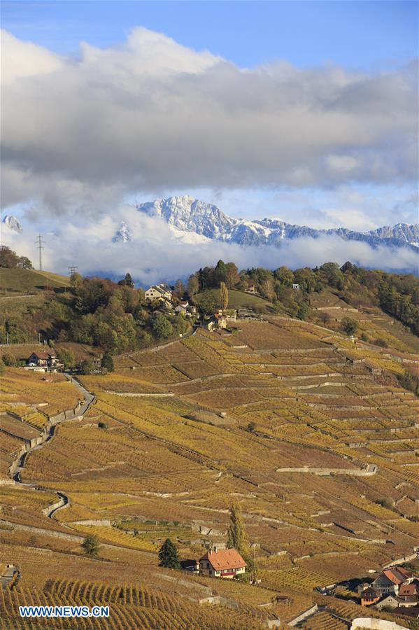 SWITZERLAND-LAVAUX-VINEYARDS-AUTUMN SCENERY