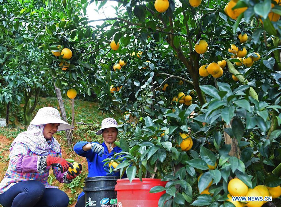 CHINA-JIANGXI-NAVEL ORANGE-HARVEST(CN)