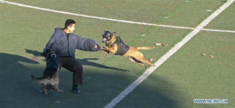 CHINA-BEIJING-POLICE DOG-SKILL COMPETITION (CN)