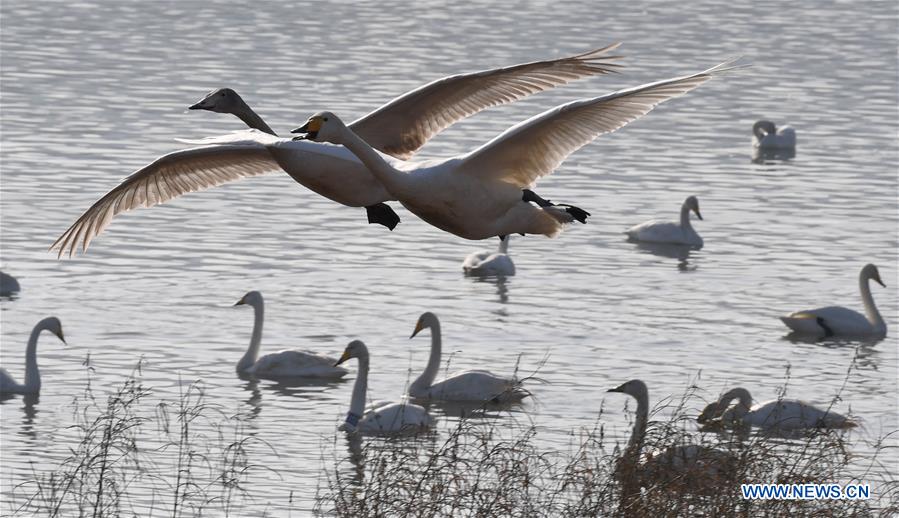 CHINA-HENAN-SANMENXIA-WHITE SWANS (CN)