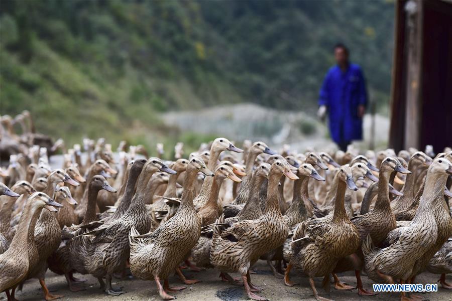 #CHINA-GUIZHOU-POVERTY ALLEVIATION-DUCK FARMING (CN)