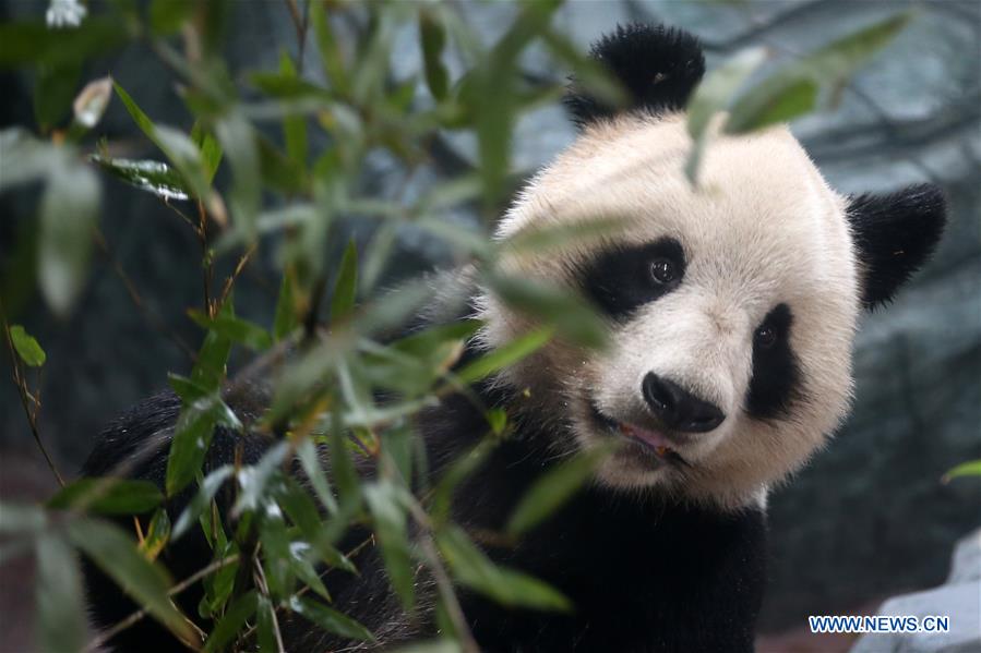 #CHINA-ANHUI-HUANGSHAN-GIANT PANDA (CN)