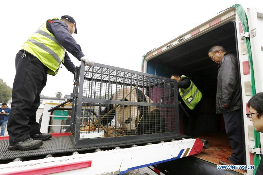 #CHINA-ANHUI-HUANGSHAN-GIANT PANDA (CN)