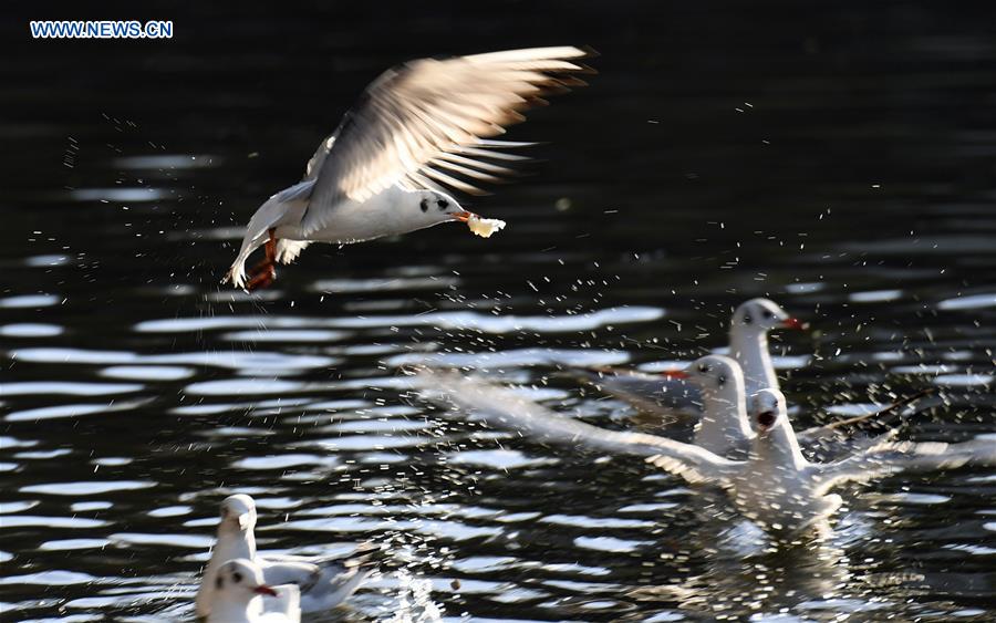 CHINA-KUNMING-RED-BILLED GULLS (CN)