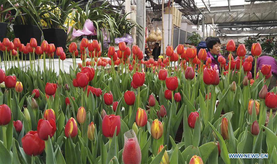 #CHINA-HEBEI-FLOWER MARKET (CN)